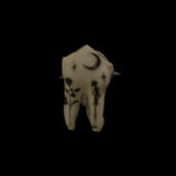 Steel In Mourning Deer Tooth Ring
