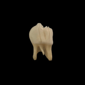 Steel Plain Deer Tooth Ring #R3
