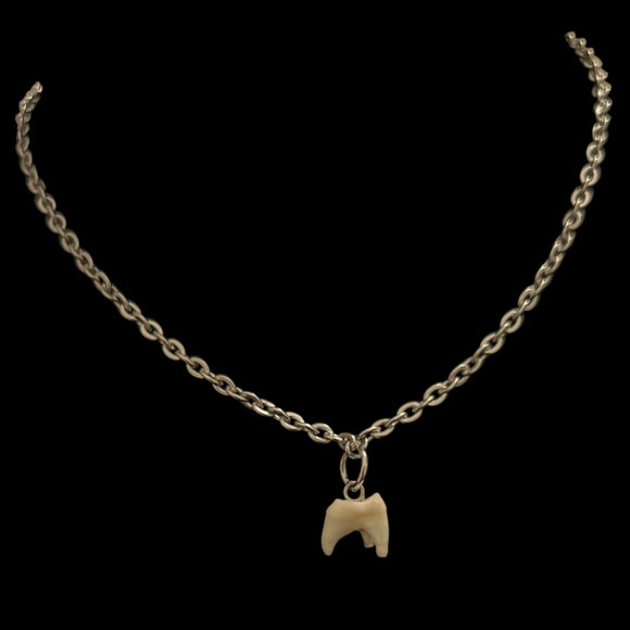 Steel Drilled Raccoon Tooth Necklace #N04