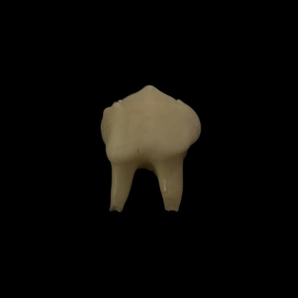 Steel Plain Adjustable Deer Tooth Ring #R1